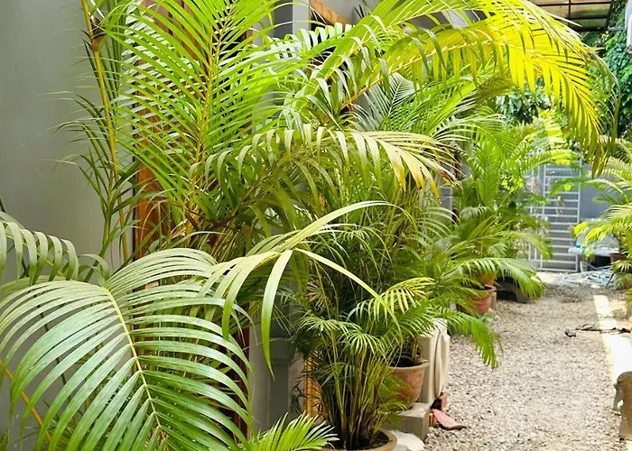 Angkor Piseth